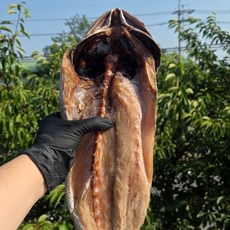 군산 반건조 손질 대왕 민어 1미 원물 1kg 3kg, 1개, 1미 (500g 내외 40cm 내외 )