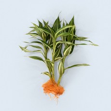 마이플랜트 산데리아나 빅토리아 세척 모종 소형 수경재배식물, 1개