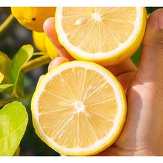 [미더운팜] 팬시 레몬 특별한 백화점 명품 디저트 과일로 센스 있게 1.2kg, 1박스