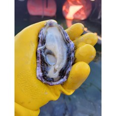 바다별수산 손세척 통영 각굴 석화, 1개, 통영 명품석화 10kg