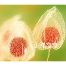 【小鮮肉肉】紅燈籠/紅姑娘種子(10粒裝) 紅漿果味酸甜可食用 陽台盆栽 觀果植物, 1個, 單購-種子一份(10粒裝)