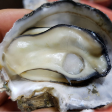 [16시주문 내일도착] 여수 명품 석화 브러쉬세척 굴 각굴, 3kg, 1개