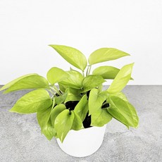 공기정화식물+간편화분 간편한 인테리어 식물화분, 1개, 24.형광스킨답서스+포트화분