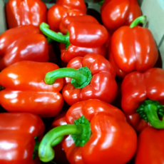 아빠농산 국내산 못난이 파프리카, 1박스, 1kg 빨강