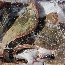 통영 봄 도다리 쑥국 4인분 손질 도다리 5-600g + 쑥100g, 1개, 도다리 2-4마리