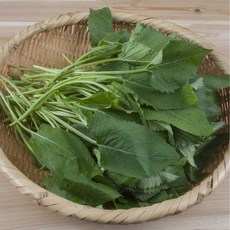 나물투데이 향긋한 취나물 생취나물 특상품, 1개, 400g