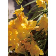 식물 플랜테리어 감각있는 인테리어 사진 포토 액자 홈인테리어 방꾸미기 카페 포스터 A2 A3 A4 01, 02