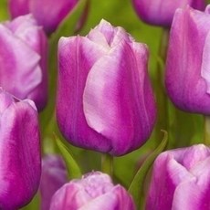 [나은식물원]26.[튤립 모종] 홀랜드뷰티-10cm 2포트