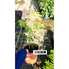 霏霏園藝 沙梨橄欖苗, 1個