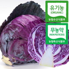 [친환경] 믿고먹는 생명채소 아삭달콤 적채, 1박스, 1kg