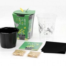 콩나물재배키트 어린이식물키우기 체험학습 집에서재배 새싹재배 세트, 1개