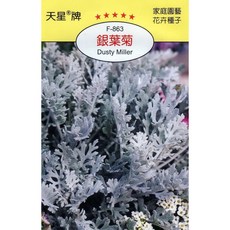 天星牌 銀葉菊 Dusty Miller 種子 野菜部屋 Y68 家庭園藝, 1包