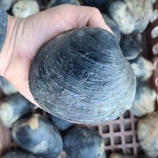 대왕조개 개조개 생물 대합 까만대합 초코개조개 당일바리 특품선별 조개구이 캠핑조개 왕조개 왕우럭, 1개, 특품 개조개 1kg (8미) 상급, 1개