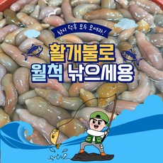 원일수산 낚시용 개불 미끼 10미 (60미 초과 시 분할배송), 1개