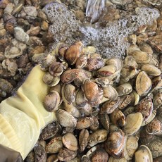 국산 남해안 생물 해감 바지락조개 칼국수 술찜용, 1개, 5kg