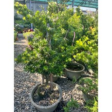 霏霏園藝 金鑽羅漢松 高度100-120公分, 1個