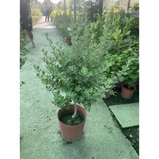 霏霏園藝 紅花玉芙蓉 7-8吋盆栽 居家美化植栽, 1個