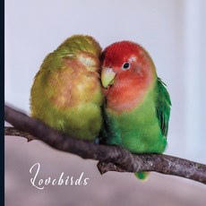 Lovebirds: 2021 Monthly Photo Calendar January 2021 - December 2021 Monthly Calendar with U.S./UK/ C... Paperback, Independently Published, English, 9798685703491