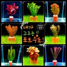 [미초] 내가 고르는 포트수초 / 부모님선물/ 인테리어 /초보자 수초 / 수초 세트 / 구피 수초, 큰 포트, 05. 루드위지아 오발리스, 1개