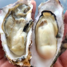 석화 통영 굴, 1세트, 5kg