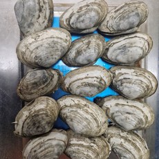 자연산 생물 우럭조개 1kg, 1개, 1kg내외(10-14미)