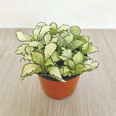 피토니아 화이트스타 실내공기정화식물 공기청정식물 화이트스타키우기, 1개, 다색