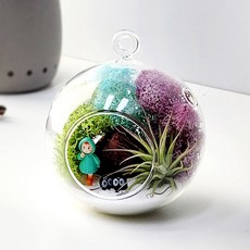 잎새몰 이오난사+모스set 천연이끼 공기정화식물 학교수업 DIY 키트 모음, 행잉볼10+이오난사+모스 키트, 1개