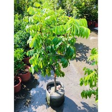 霏霏園藝 十月/大潤蒂/粉殼龍眼 8吋美植盆栽 居家綠植盆栽 美化環境 新手推薦