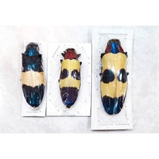 吉丁蟲模型玩具三件組，Chrysochroa屬昆蟲模型，兒童益智玩具，逼真昆蟲模型, 1個