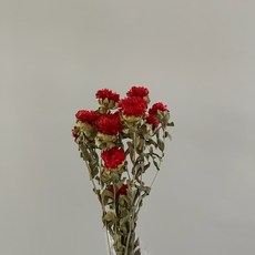 乾燥菠蘿菊單支花頭販售*乾燥花 永生花 不凋花 色彩鮮明 易於保存 適用於居家裝飾與禮品包裝, 紅色