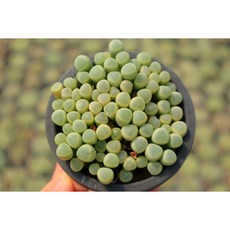 로나가든 오십령옥 주상절리 손가락다육이 희귀선인장 리톱스