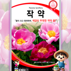 남흥원예사 작약 10립 원예 관상 조경 화단 용 꽃 씨 씨앗 종자 세계종묘, 1개