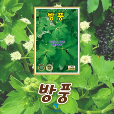방풍 씨앗 (300립) 종묘 종자 민속채소 봄나물 씨, 1개
