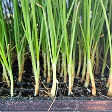 농사친구 킹콩 양파 모종 저장성 좋은 최고급 품종, 200개