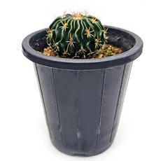 미미네아쿠아 반려식물 다육식물 선인장 - 축옥 1포트