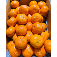 제주 프리미엄 고당도 레드향 3kg 5kg 10kg, 1개