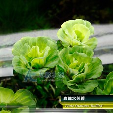 【AC草影】玫瑰水芙蓉【一株】漂浮水草 吸收水中養分 避免藻類 除藻 水草 不用co2 陽性水草 水草造景, 1個