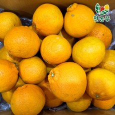 산지직송 제주 노지 한라봉, 1박스, 노지 한라봉 3kg
