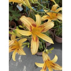 霏霏園藝 金針花苗，6吋盆，樹上掛花