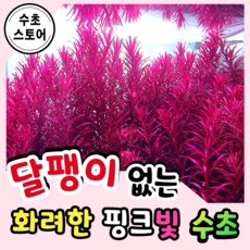 [수초스토어] 달팽이없는 로탈라블러드레드 3줄기 구피 새우 어항 수초 쉬운 붉은수초 암브리아 키우기 예쁜 은신처 중경 후경 음성 초보 자연 풍성한 치어 베타 열대어, 3개