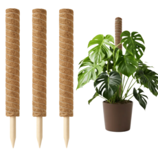 13CSTORE 수태봉 식물지지대 코코넛봉 50cm 3개, 1세트