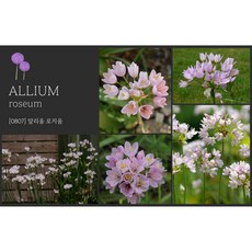 [풀떼기] 알리움 로지움, 1개