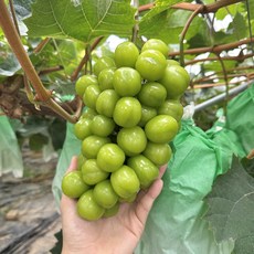 [18브릭스] 초고당도 산지직송 수출용 샤인머스켓 망고포도, 1박스, 4kg