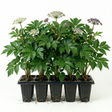 당귀 모종 키우기, 5개