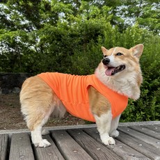 도기스타 웰시코기옷 여름 강아지 쿨조끼, 형광오렌지, 1개
