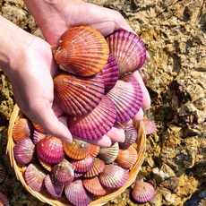 통영 제철 세척 비단가리비 홍가리비 홍가리비 속살 냉장 산지직송, 1개, 홍가리비(25미 내외) 4kg