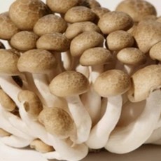 기찬드림 국내산 갈색 흰색 만가닥버섯 2kg 4kg 6kg 8kg 10kg, 1개, 갈색 만가닥버섯2kg