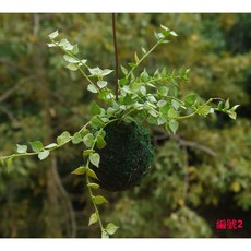 花樣渼栽盆栽生活館 吊掛型小苔球 苔球 室內植物 療癒小物 辦公室小物 多肉植物 觀葉植物, 1個, 吊掛型小苔球-編號2