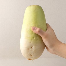 제주 월동무 세척무 2kg 3kg 5kg 7kg 10kg 고당도 산지직송, 2kg 내외