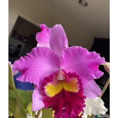 [신라난농원]카틀레야.Rlc.Taichung Beauty.타이충 뷰티.예쁜진한핑크색.노랑색.진핑크색립프.꽃대형종.향기좋은향.고급.인기상품.필독뒷사진참고, 1개